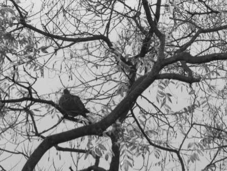 Taube im Geäst in schwarz-weiss.